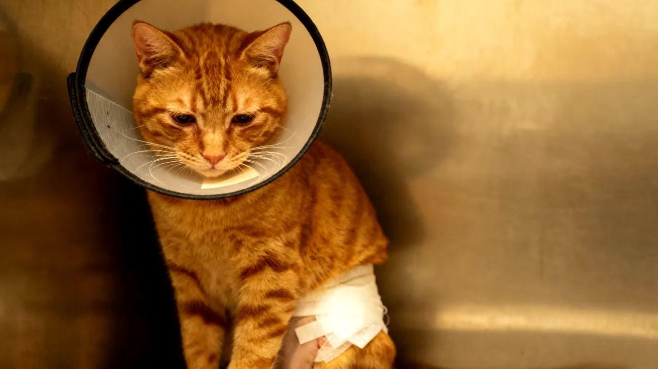 Verhaltensänderungen und Anpassungsschwierigkeiten bei Katzen nach einer Kastration, einschließlich möglicher Aggression, Unsauberkeit oder übermäßiger Anhänglichkeit während der Heilungsphase"